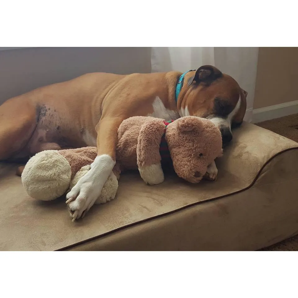 Bully Bed for Small Dogs