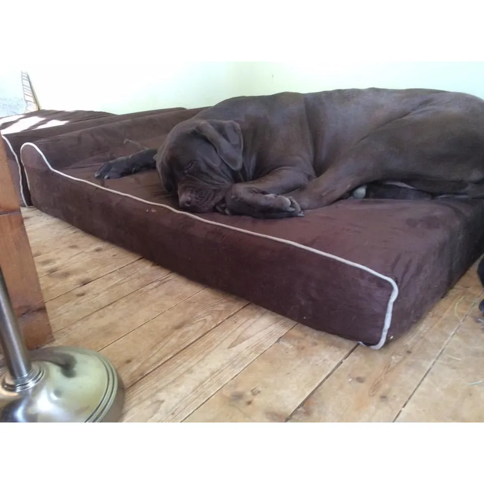 Bully Bed for Small Dogs