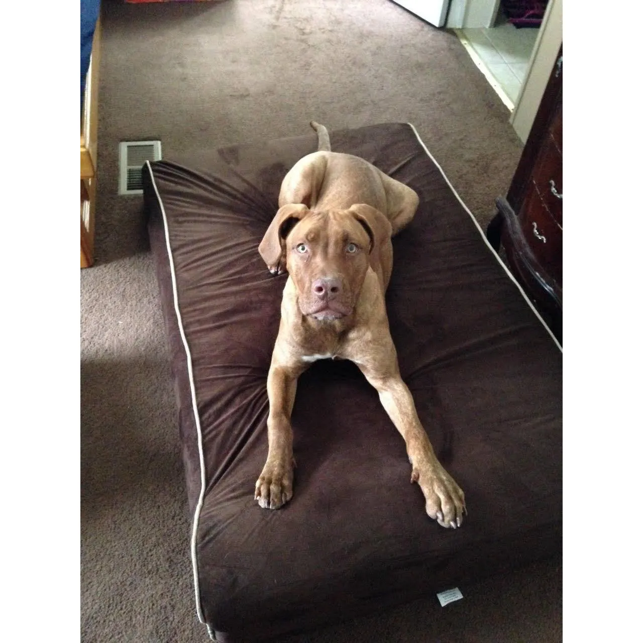 Bully Bed for Small Dogs