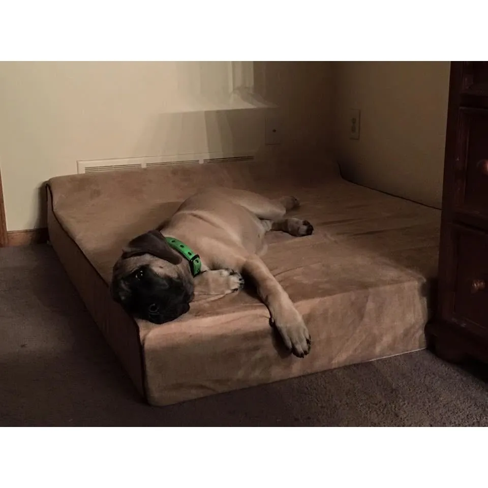 Bully Bed for Small Dogs