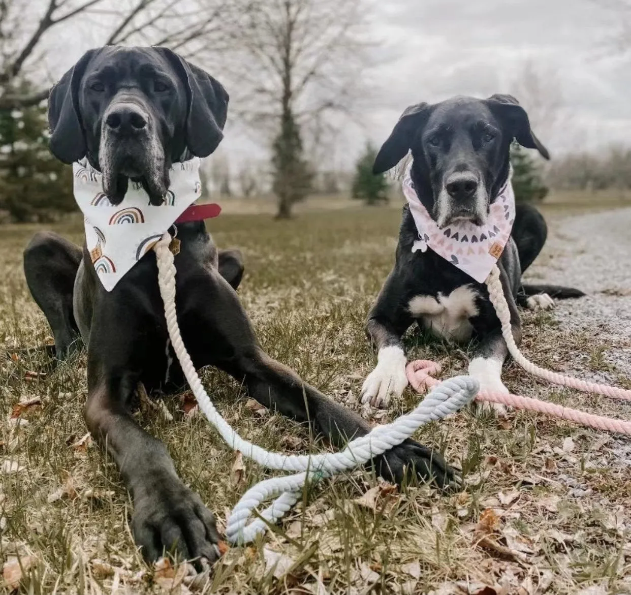 Dog Rope Leash - Caroline