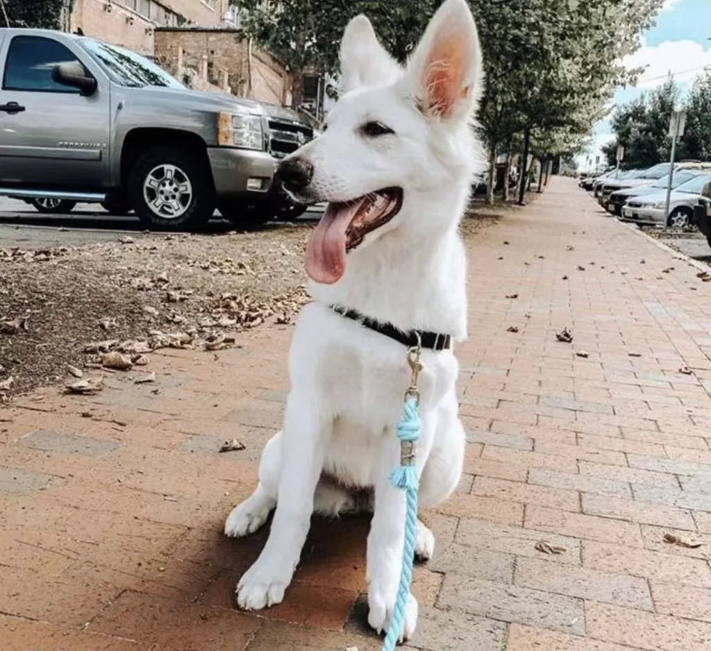 Dog Rope Leash - Caroline