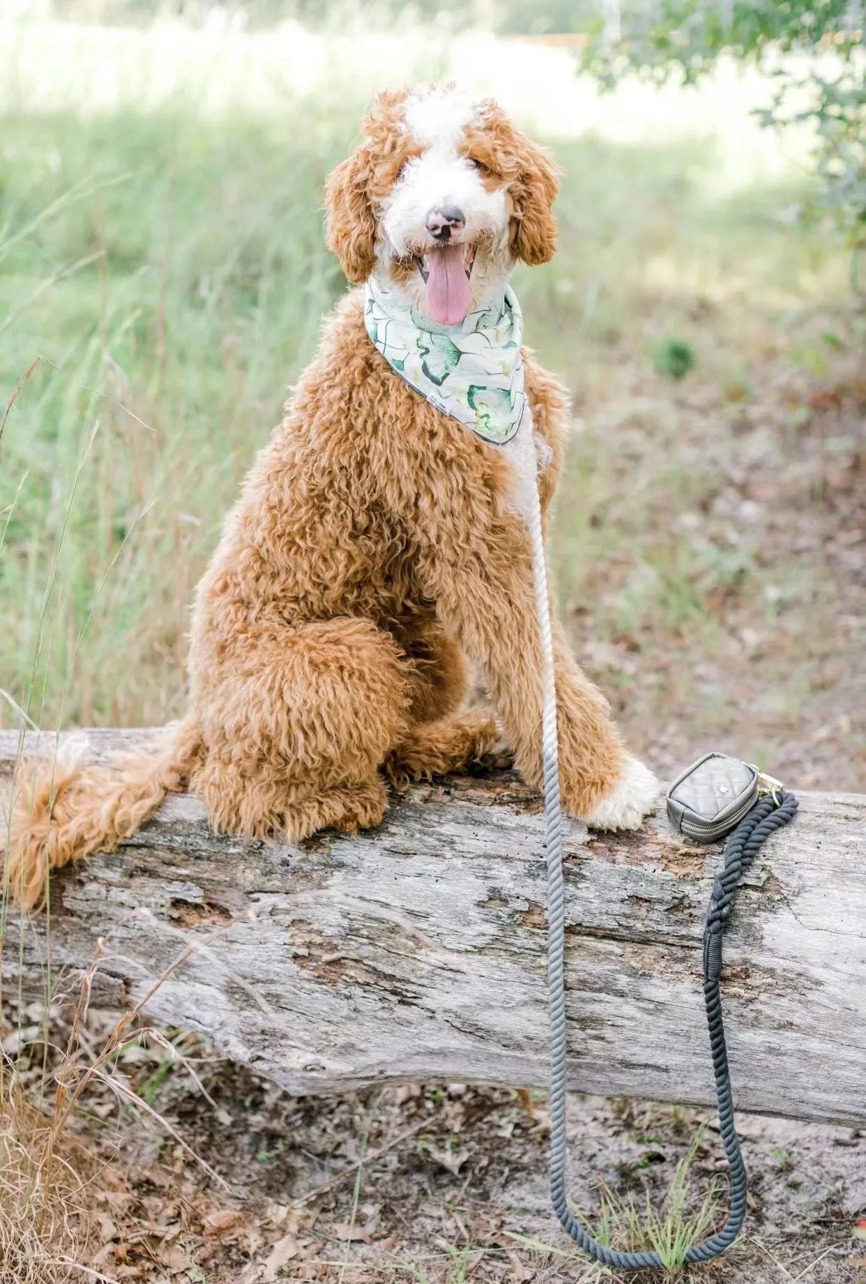 Dog Rope Leash - Moonlight