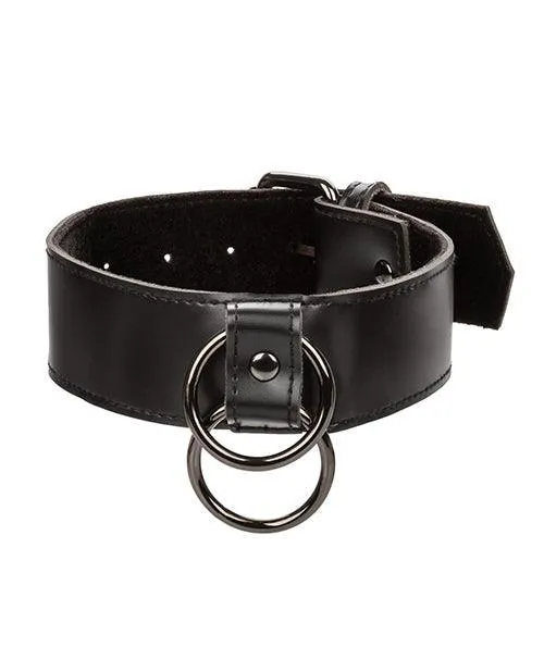 Euphoria Collection Collar W/chain Leash