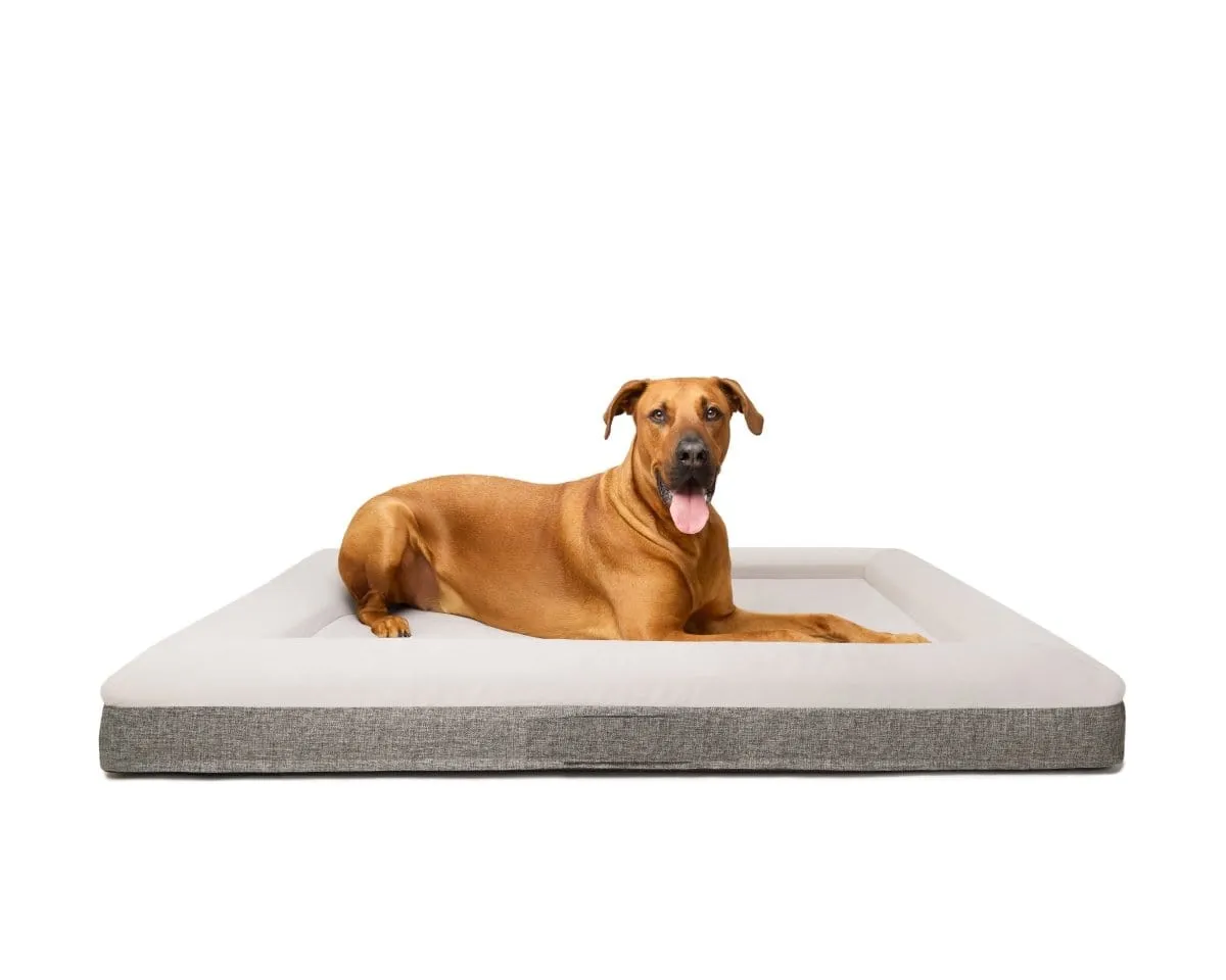 "Ortho" Orthopedic Dog Bed - Medium