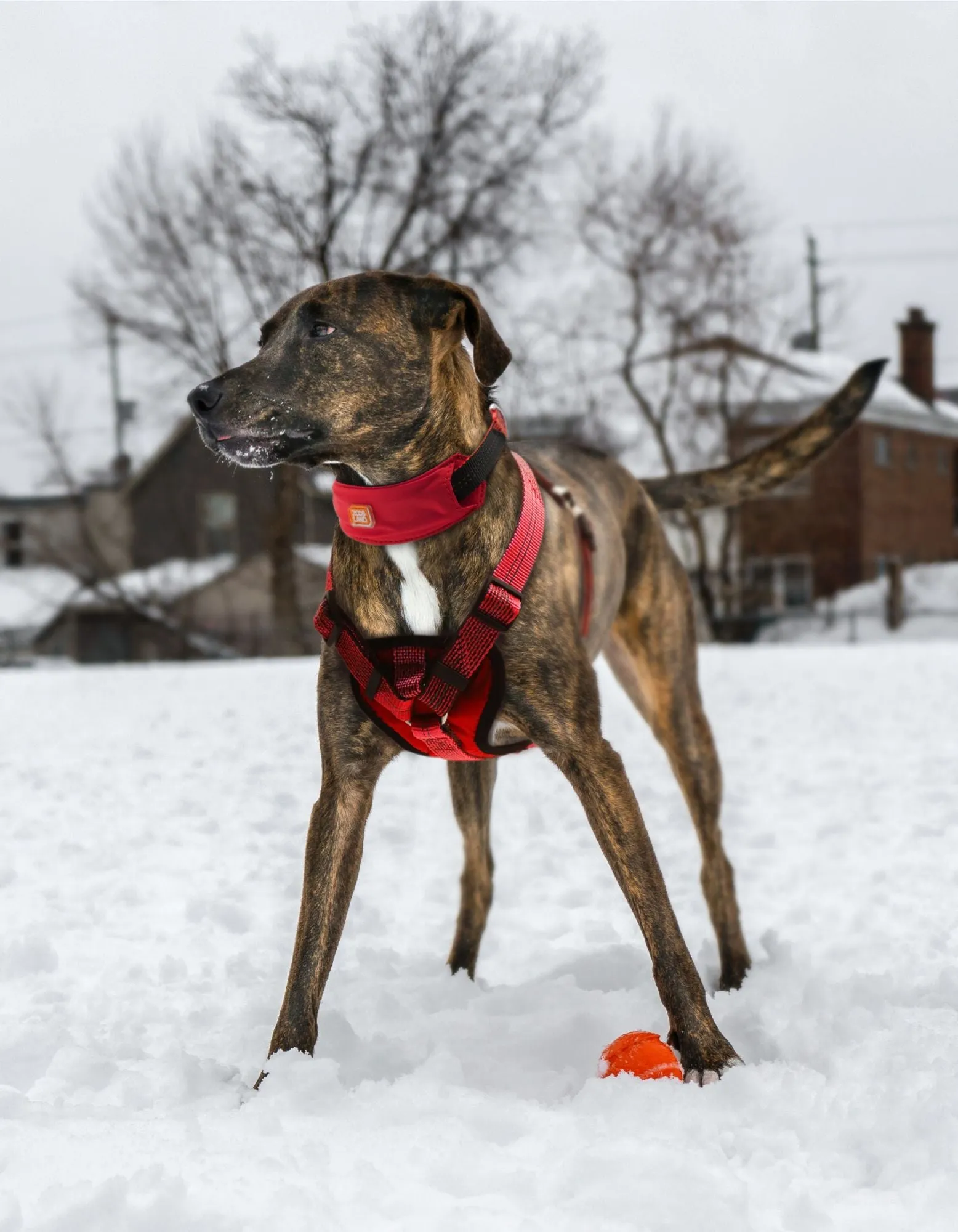 Shock Absorbing Neoprene Padded Reflective Dog Leash